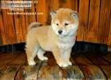Dbkbd m/f shiba inu puppies for adoption