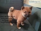 Xftr pretty shiba inu puppies for sale 