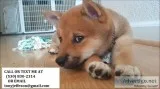 Artw divine shiba inu puppies for sale 