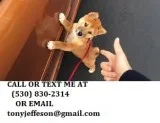Pweie lovely shiba inu puppies for sale 