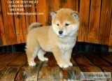 Zasrt star shiba inu puppies for sale 