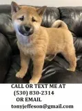 Mnbcr cute shiba inu puppies for sale 