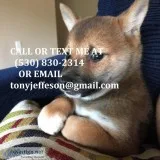 Aqwe playful shiba inu puppies for sale 