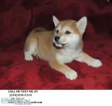 Bvqe gorgeous shiba inu puppies for sale