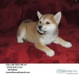 Zyui clever shiba inu puppies for sale 
