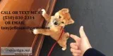 Lllmxe cute/lovely shiba inu puppies 
