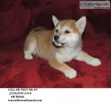 Lkjy crazy in love shiba inu puppies for