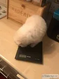 Lovely teacup pomeranian puppies