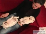 Teacup akc pomeranian for adoption