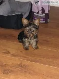 Yorkshire terrier