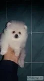 Pomeranian puppies for adoption