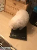  lovely little pomeranian pups