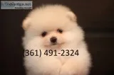 Awesome pomeranians