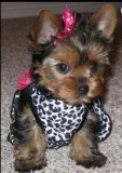 Gorgeous teacup baby doll face morkie