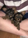 Yorkshire terrier