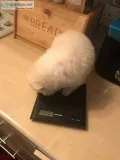  pom puppies for sale