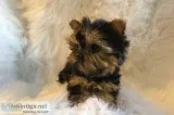 Pet-friendly for a comely home