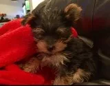 We ship /super tiny puppy = yorkie teacu