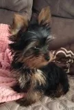 Yorkshire terrier puppies-ready now