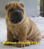 Sjisiso chinese shar pei puppies