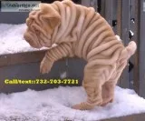 Ghstdhsh chinese shar pei pups