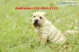 Vffstt*chinese shar pei puppies