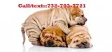 Jhhshsy chinese shar pei puppies