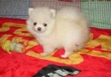 2pomeranians for sale to go