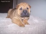 Dfdfgr chinese shar pei puppies