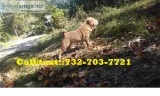 Edsrsg*chinese shar pei puppies