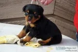 Clever rottweiler puppies for sale