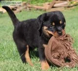 Smartrottweiler puppies for sale