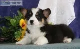 Pembroke welsh corgi pups ready now