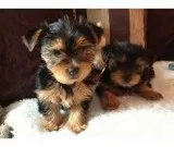 Yorkie puppies akc registered