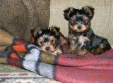 2 adorable yorkie male and female