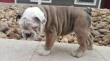English bulldog puppy