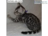 Ngfhd bengal kittens awesome m/f