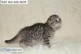 Ldfref scottish fold playful kittens m/f