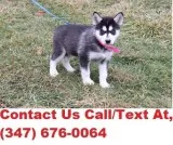 Doris both m/f siberian husky puppies 