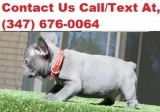 Lynch both m/f french bulldog puppies a