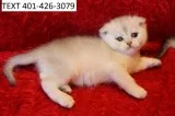 Perfect scottish fold kittens vet check