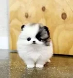  teacup pomeranian puppies ready for new