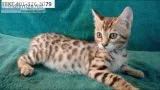 Registered bengal kittens 