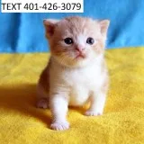 Young scottish fold kittens m/f