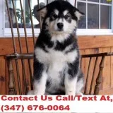 Lynch both m/f alaskan klee kai puppies