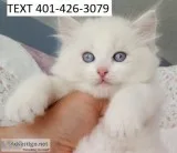 Healthy ragdoll kittens vet records 