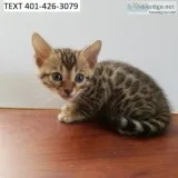Yfgd bengal m/f kittens for easter