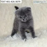 Luxury scottish fold kittens