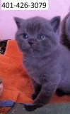 Gorgeous scottish fold shorthair kitties