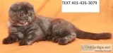 Fdrts scottish fold kittens m/f awesome